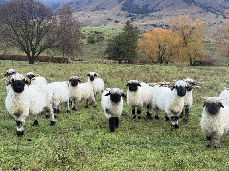 Purebred Swiss Black nose Valais Sheep Carousel 7