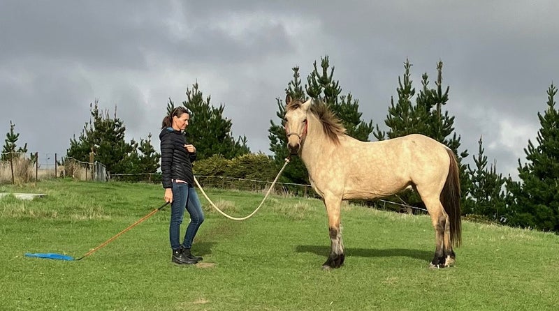East Coast Buckskin Gelding.62999009232002111