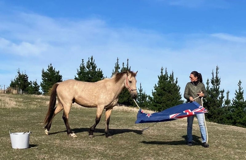 East Coast Buckskin Gelding.62999009232002113