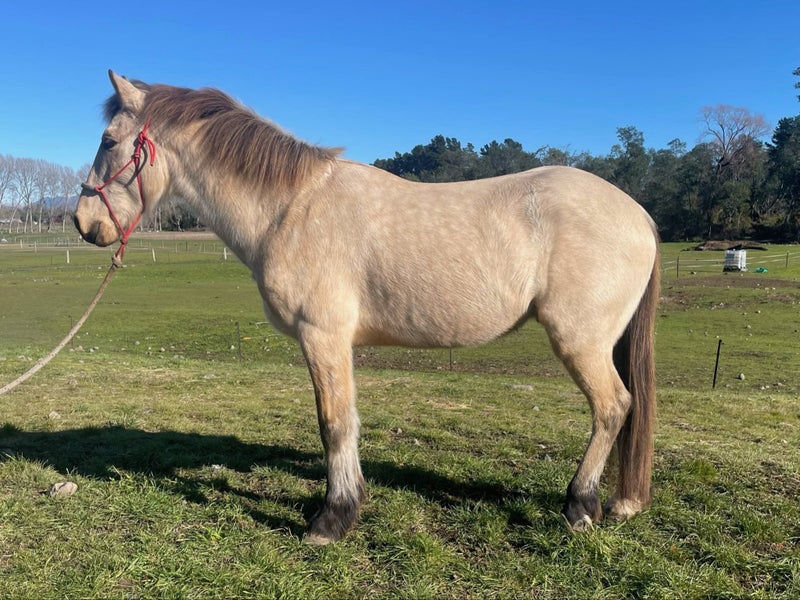 East Coast Buckskin Gelding.62999009232002114