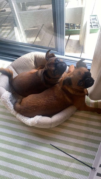 Purebred Brussels Griffon Carousel 8