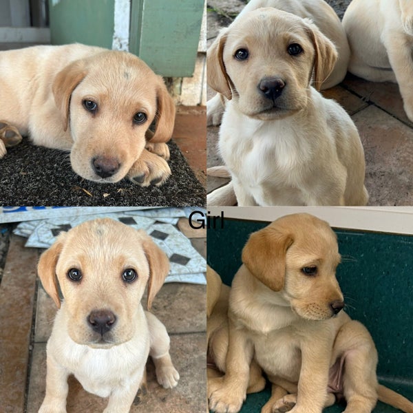 Labrador62996971950465111