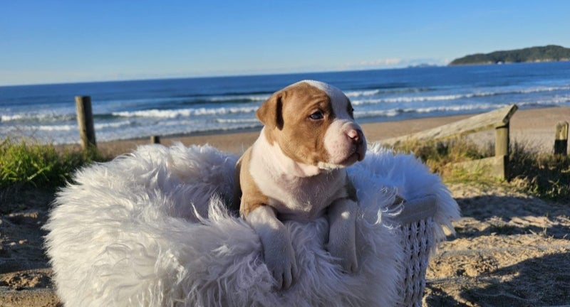 American Bully Puppies62996972018051111
