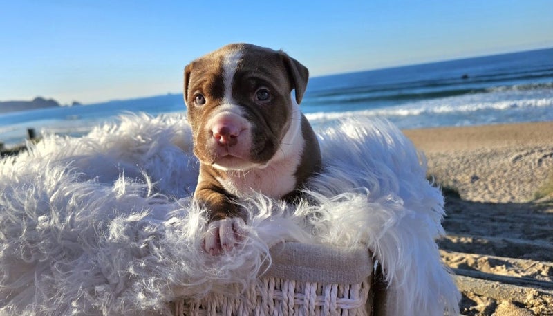 American Bully Puppies62996972018051112