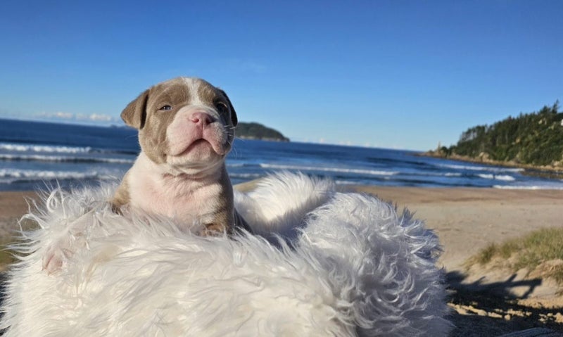 American Bully Puppies62996972018051114
