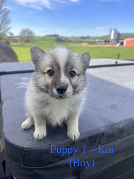 Beautiful Japanese Spitz x Border Collie Puppies63003393140610112