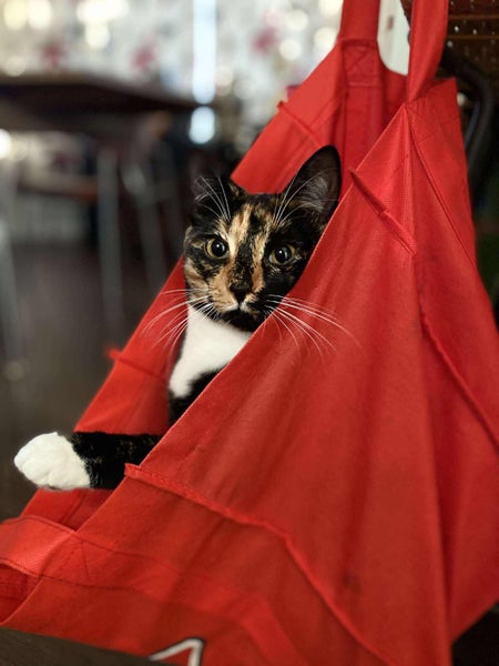 Miss Dot - Rachel's KittyCat Rescue Carousel 2