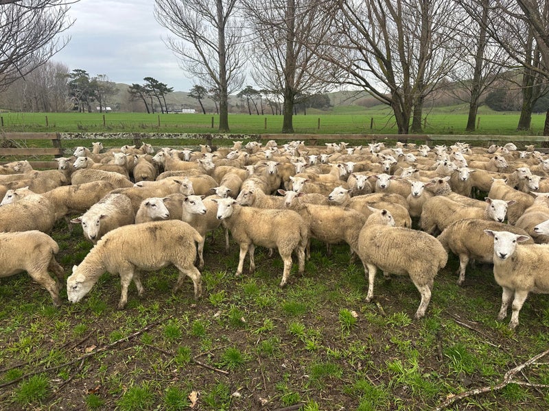 200 – Paoanui capital replacement 40+kg Wiltshire Ewe Hoggets62997026946434111