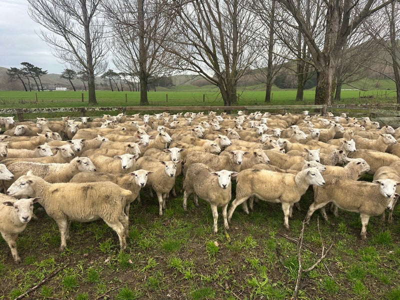 200 – Paoanui capital replacement 40+kg Wiltshire Ewe Hoggets62997026946434112