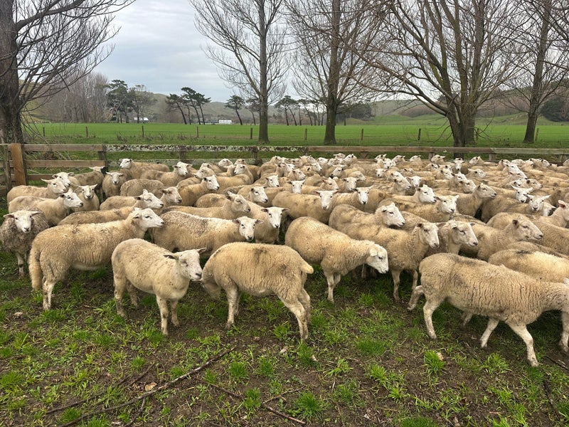 200 – Paoanui capital replacement 40+kg Wiltshire Ewe Hoggets62997026946434113