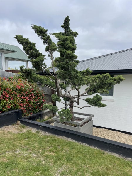 Cloud tree 4m high63001326731649113