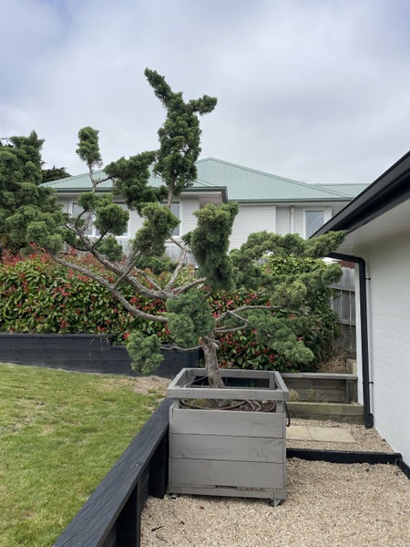 Cloud tree 4m high63001326731649112
