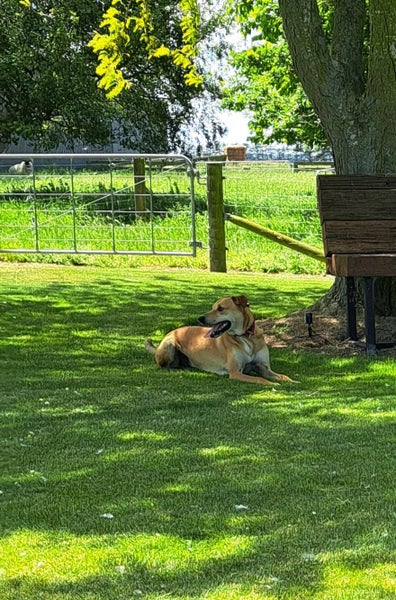 Needing his forever home Carousel 3
