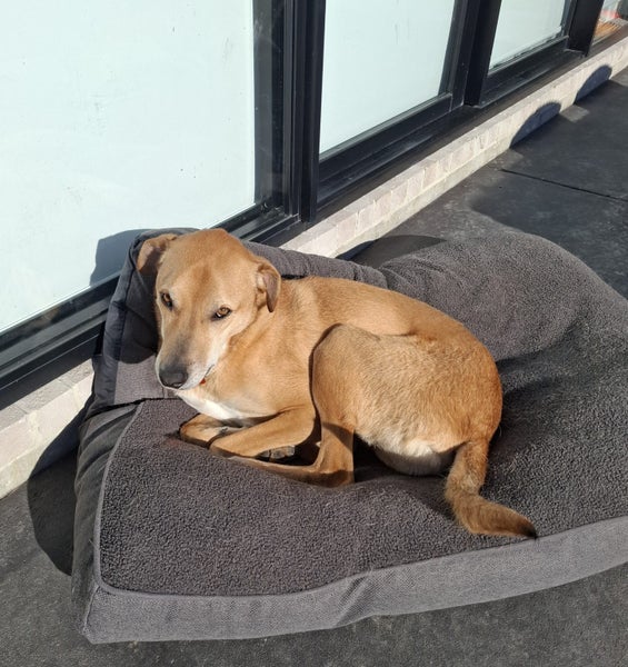 Needing his forever home Carousel 1