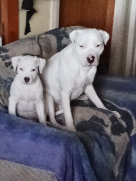 American Bulldog Puppies Carousel 2