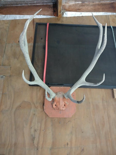 8 pointer mounted stag antlers Carousel 1