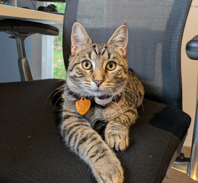 CAT RESCUE CHCH - Ready For Adoption Lottie Carousel 1