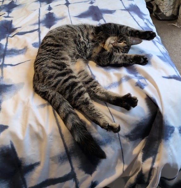 CAT RESCUE CHCH - Ready For Adoption Lottie Carousel 2