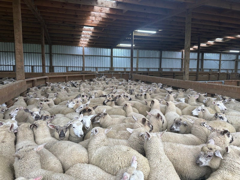 Rockley Farm Ltd Carousel 2