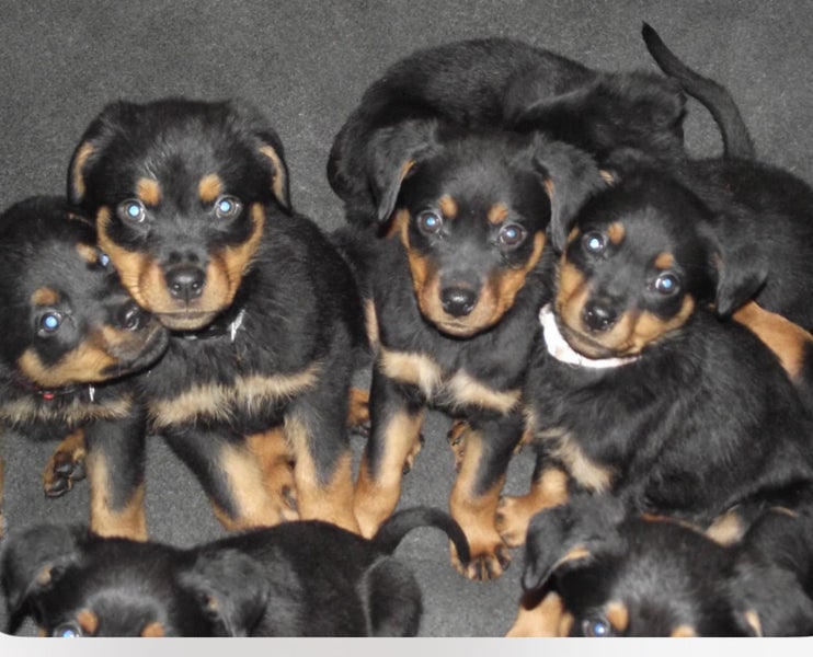 Rottweiler puppies AVAILABLE NOW Carousel 1