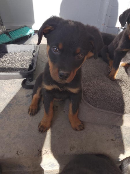 Rottweiler puppies AVAILABLE NOW Carousel 2
