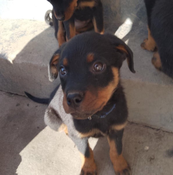 Rottweiler puppies AVAILABLE NOW63003392910722112