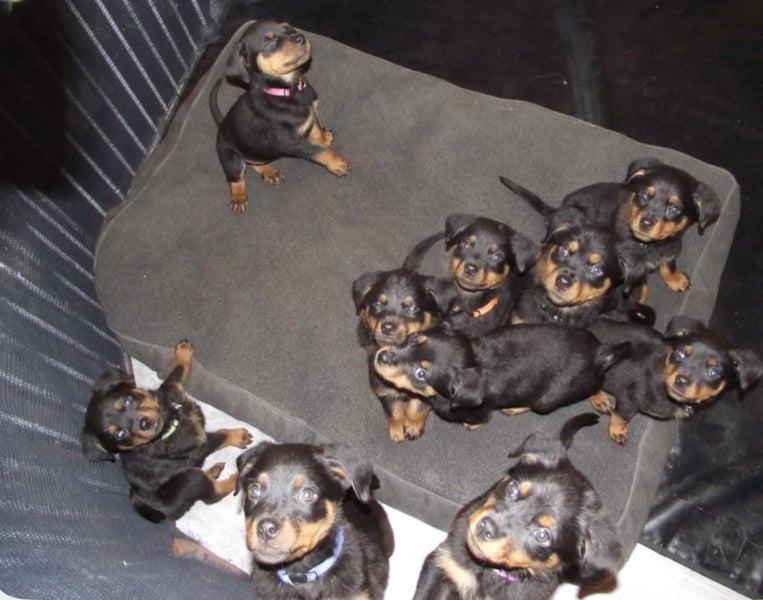 Rottweiler puppies AVAILABLE NOW63003392910722113