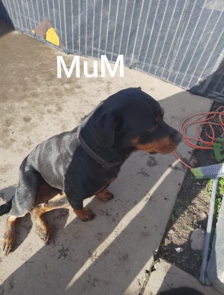 Rottweiler puppies AVAILABLE NOW63003392910722114