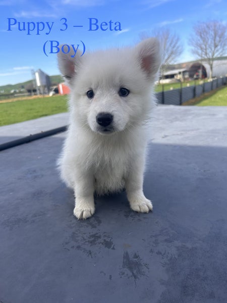 Beautiful Japanese Spitz x Border Collie Puppies63003393140610114