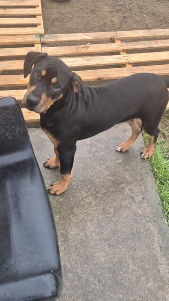 Mastiff Rottweiler cross Puppies Carousel 2