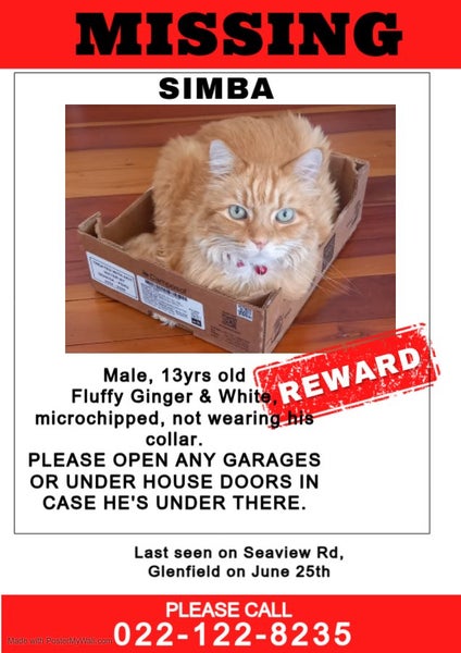 Help find my cat - lost in Glenfield Carousel 1
