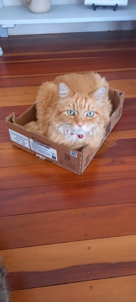 Help find my cat - lost in Glenfield Carousel 2