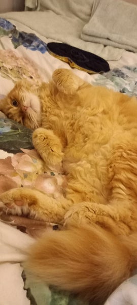 Help find my cat - lost in Glenfield Carousel 3