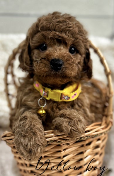 Toy cavoodles puppies63003393010689111
