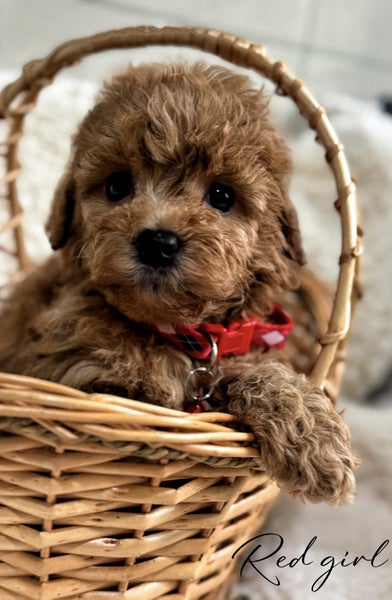 Toy cavoodles puppies63003393010689113