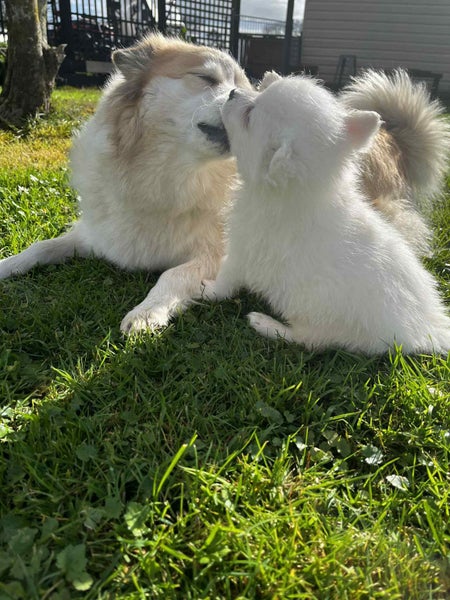 Beautiful Japanese Spitz x Border Collie Puppies63003393140610111