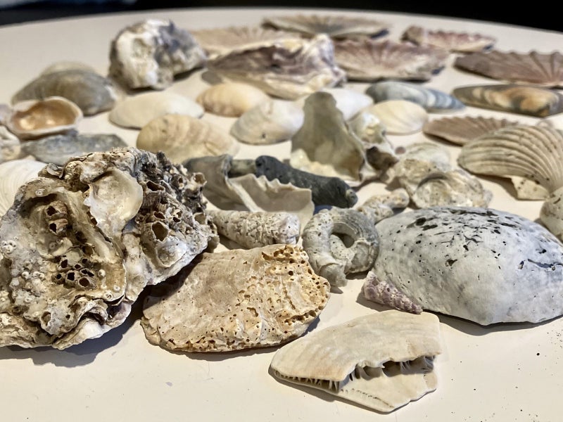 Bulk lot of sea shells (fossil?) Carousel 2