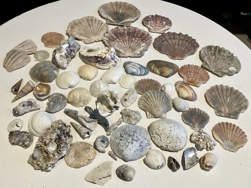 Bulk lot of sea shells (fossil?) Carousel 1