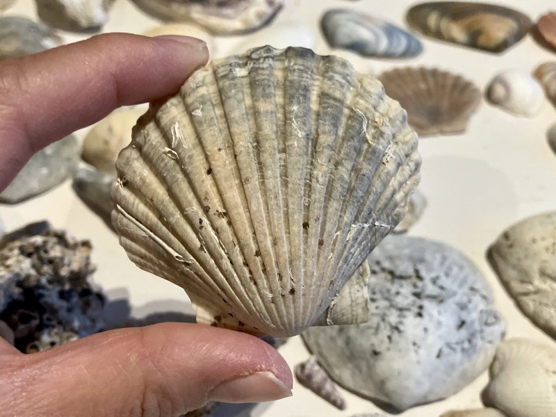Bulk lot of sea shells (fossil?) Carousel 9