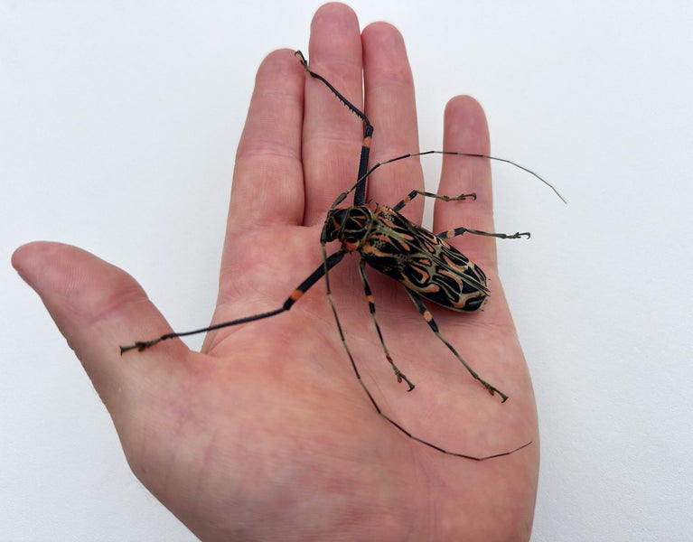 Real Harlequin beetle: Acrocinus longimanus, Peru!! Carousel 2