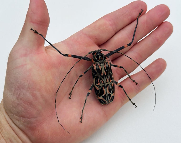 Real Harlequin beetle: Acrocinus longimanus, Peru!! Carousel 1