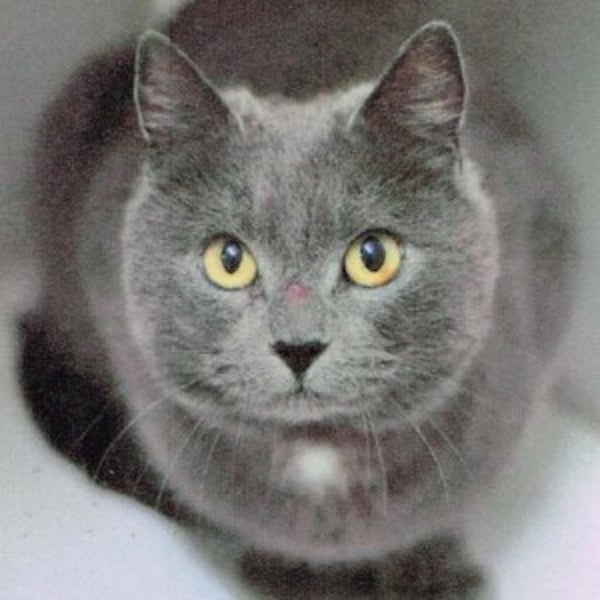 Lost Grey Cat from Leamington Cambridge Carousel 1