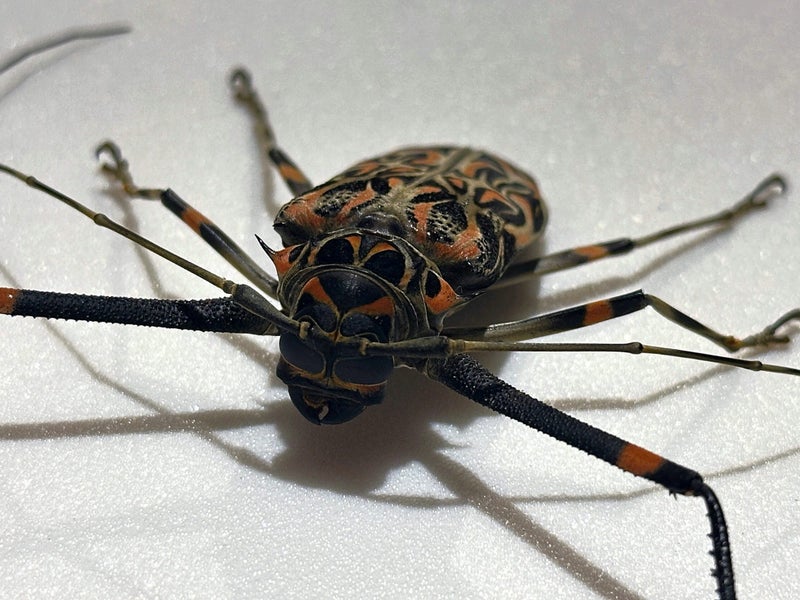 Real Harlequin beetle: Acrocinus longimanus, Peru!! Carousel 5
