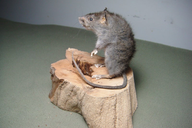 Taxidermy Rat on a log Carousel 1