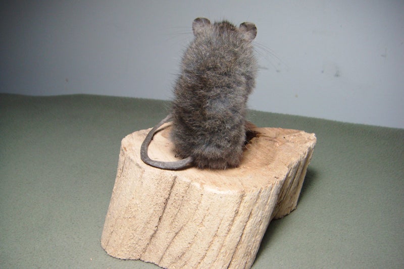 Taxidermy Rat on a log Carousel 2