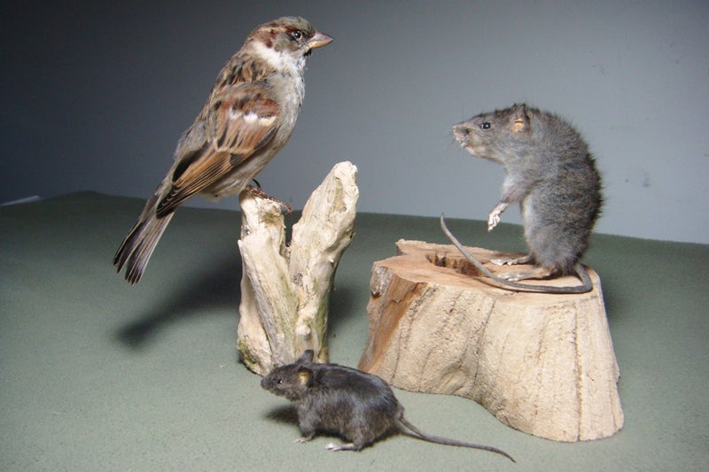 Taxidermy Rat on a log Carousel 5