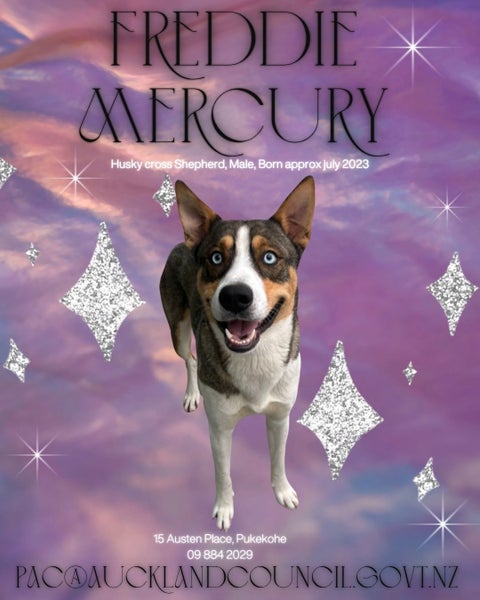 Freddie Mecury -Pukekohe Adoption Centre Carousel 1