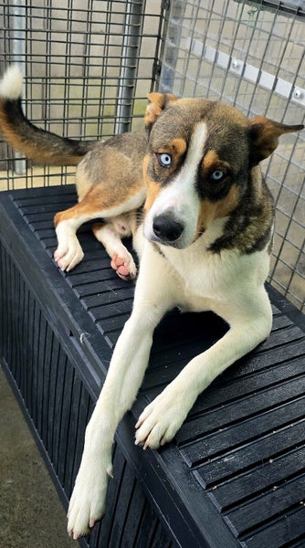 Freddie Mecury -Pukekohe Adoption Centre Carousel 2