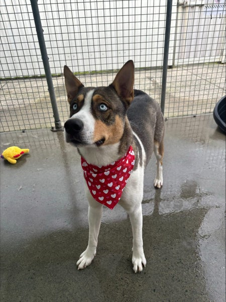 Freddie Mecury -Pukekohe Adoption Centre Carousel 7