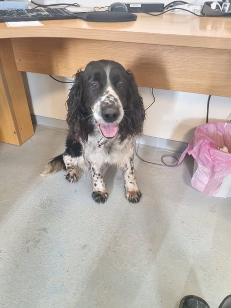 Maui the Spaniel Gisborne Pound Dog Carousel 1